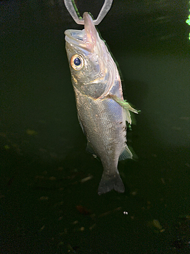 スズキの釣果