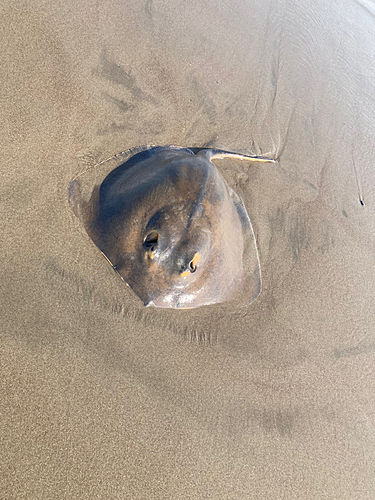 アカエイの釣果