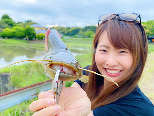 ナマズの釣果