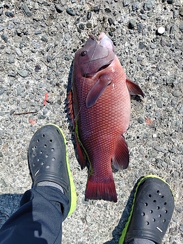 カンダイの釣果