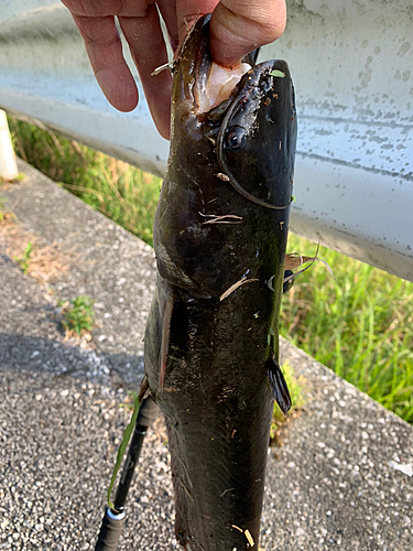 ナマズの釣果