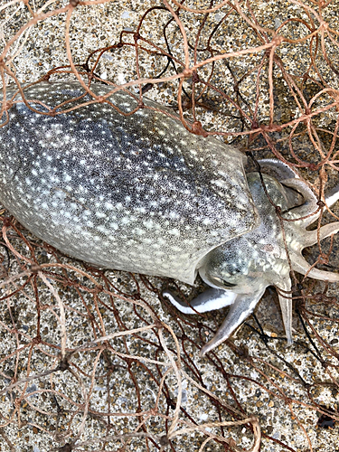 コウイカの釣果