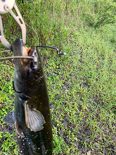 ナマズの釣果