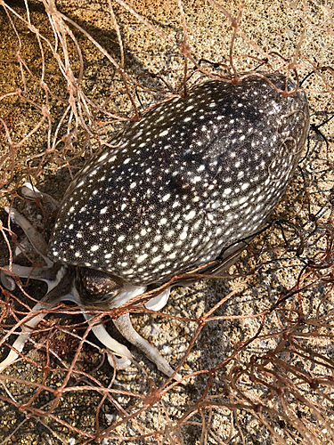 コウイカの釣果