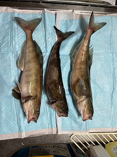 ホッケの釣果