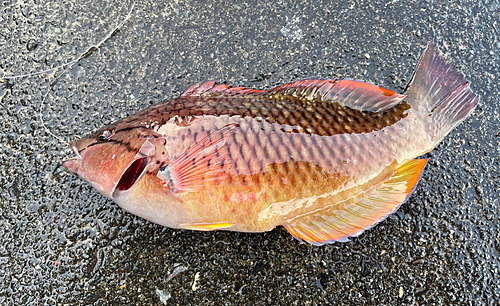 アカササノハベラの釣果