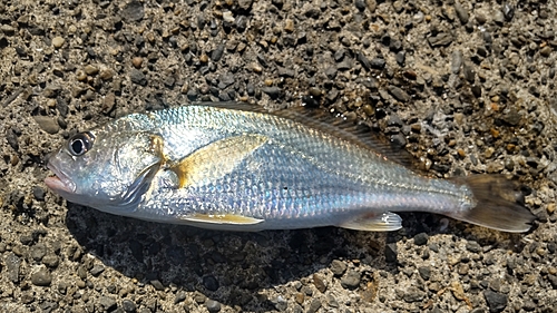 イシモチの釣果