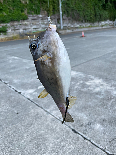 ウミスズメの釣果