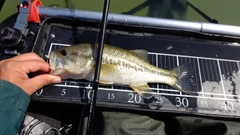 ブラックバスの釣果