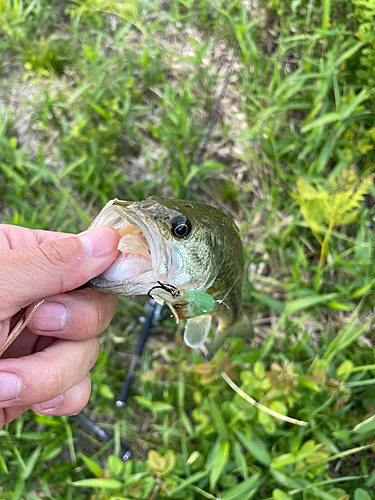 ブラックバスの釣果