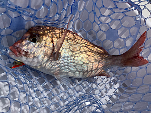 チダイの釣果