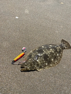 ソゲの釣果