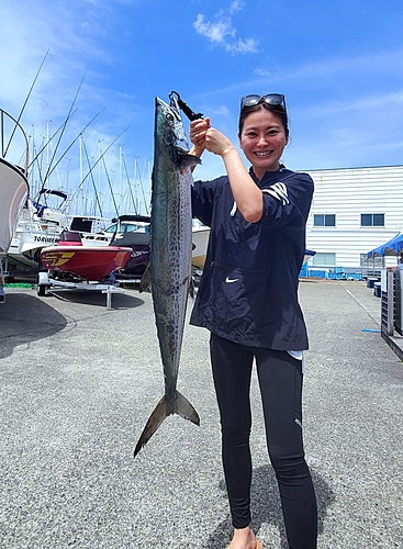 サワラの釣果