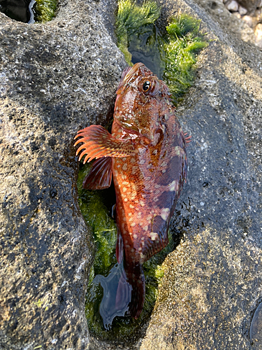 ガシラの釣果