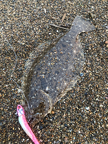 ソゲの釣果