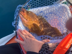 キジハタの釣果