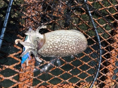 シリヤケイカの釣果