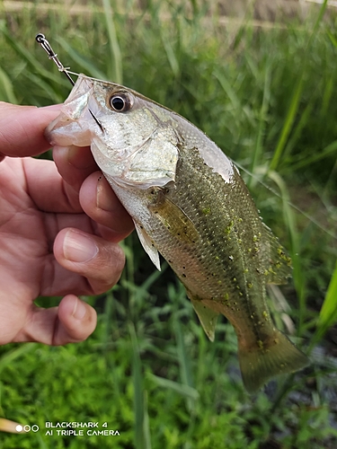 ブラックバスの釣果