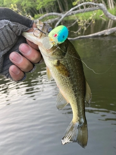 ラージマウスバスの釣果