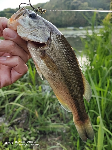 ブラックバスの釣果