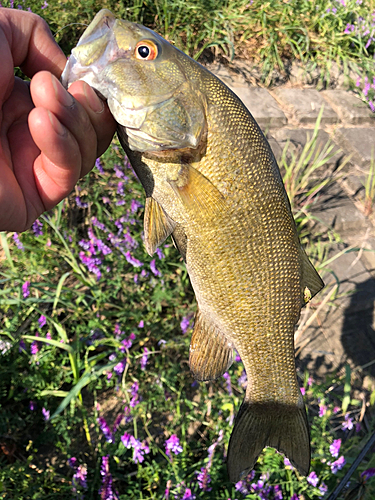 スモールマウスバスの釣果