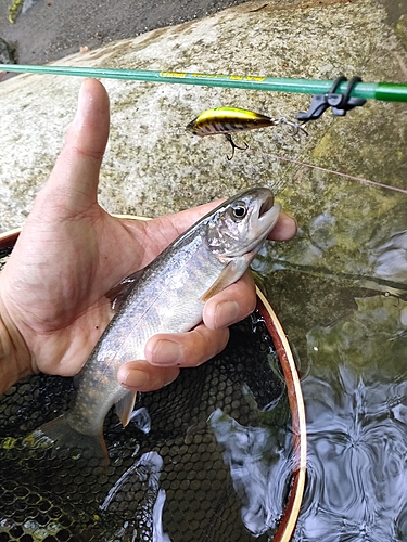 イワナの釣果