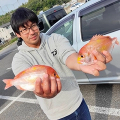 レンコダイの釣果