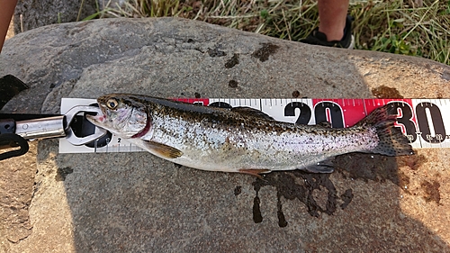 ニジマスの釣果