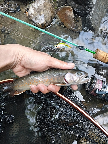 イワナの釣果