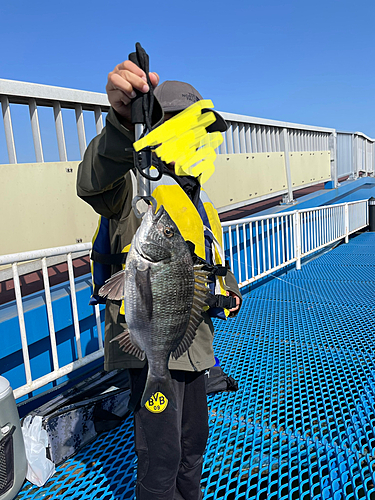 チヌの釣果