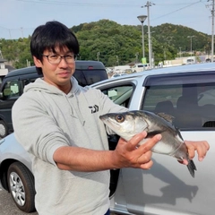 セイゴ（マルスズキ）の釣果