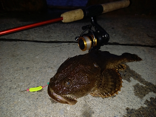 カジカの釣果