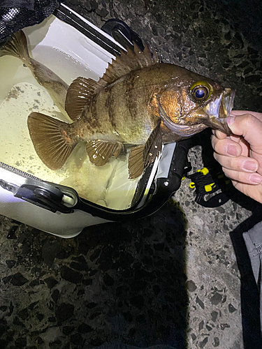 メバルの釣果