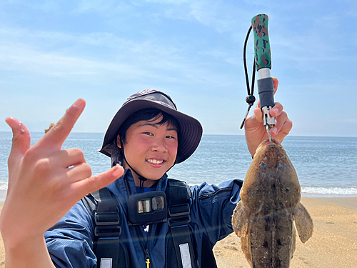 マゴチの釣果