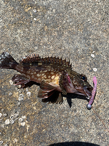 カサゴの釣果