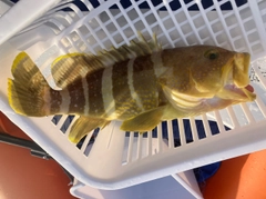 アオハタの釣果