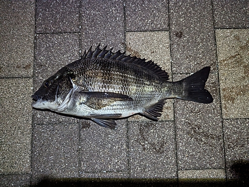 クロダイの釣果