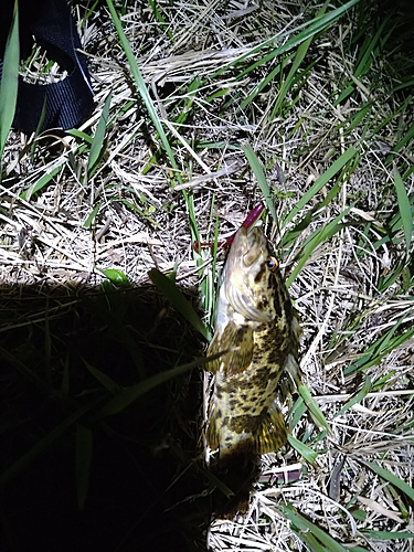 タケノコメバルの釣果