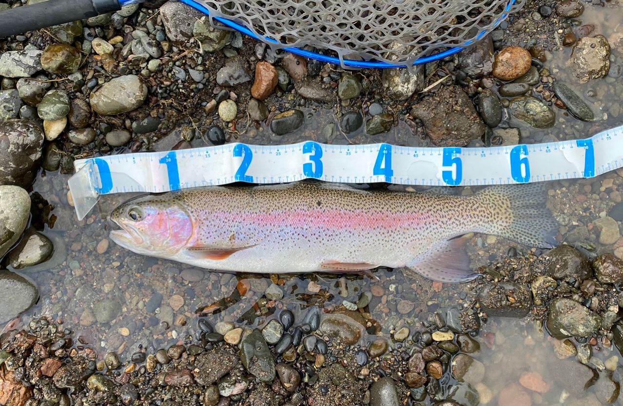 レインボートラウト