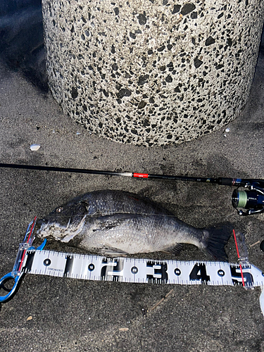 クロダイの釣果