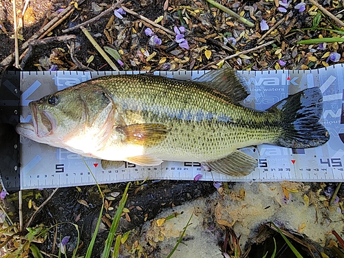 ブラックバスの釣果