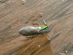 シタビラメの釣果