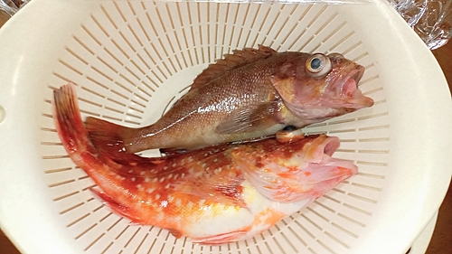 エゾメバルの釣果