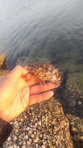 カサゴの釣果