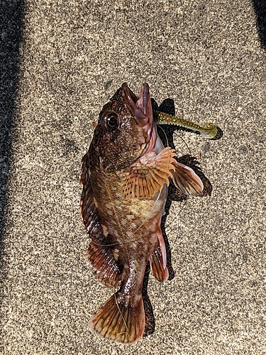 カサゴの釣果