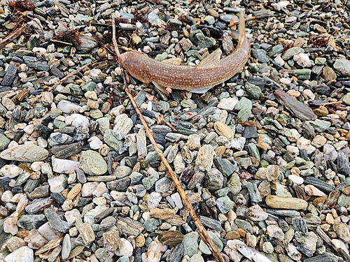 エソの釣果