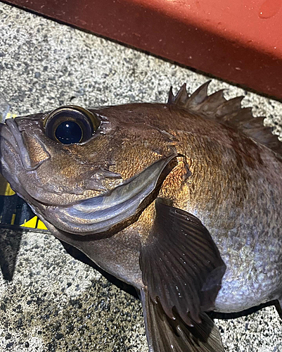 メバルの釣果