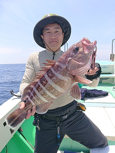 マハタの釣果