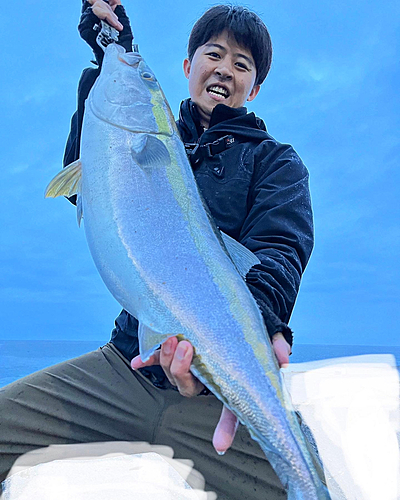 ブリの釣果