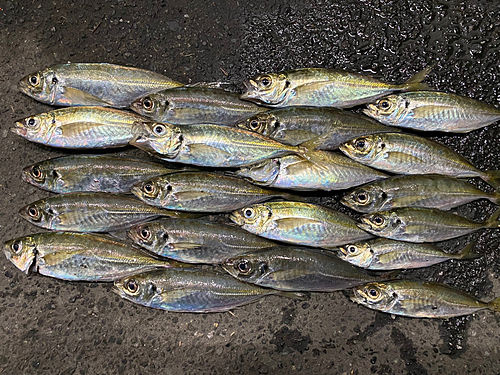 アジの釣果